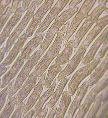 Attēlu rezultāti vaicājumam “Dicranum montanum sporophyte”