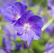 Image result for Geranium `Purple Haze`