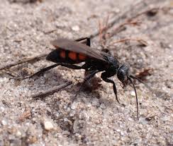 Attēlu rezultāti vaicājumam “Anoplius viaticus”