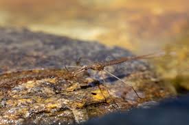 Attēlu rezultāti vaicājumam “Ranatra linearis”