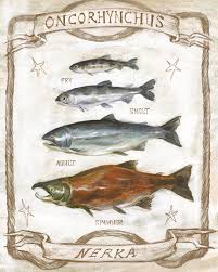 Image result for Oncorhynchus nerka