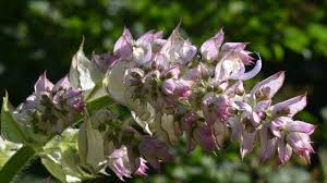 Image result for Salvia sclarea