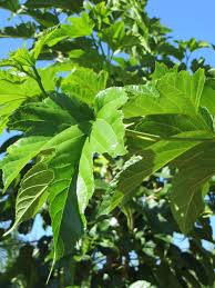 Attēlu rezultāti vaicājumam “Morus alba leaf”