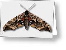 Attēlu rezultāti vaicājumam “Smerinthus ocellata”