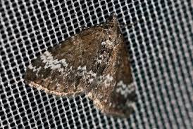 Attēlu rezultāti vaicājumam “Perizoma alchemilla”