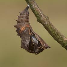 Attēlu rezultāti vaicājumam “Nymphalis pupa”