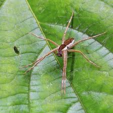 Attēlu rezultāti vaicājumam “Dolomedes fimbriatus”