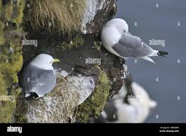 Attēlu rezultāti vaicājumam “Rissa tridactyla nest”