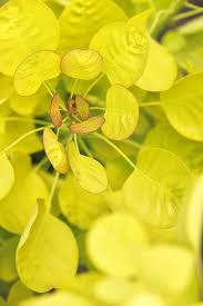 Attēlu rezultāti vaicājumam “Cotinus coggygria flower”
