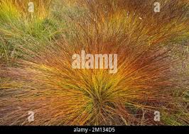 Attēlu rezultāti vaicājumam “Schoenus ferrugineus fruit”