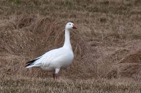 Image result for Anser caerulescens