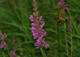 Attēlu rezultāti vaicājumam “Lythrum salicaria flower”