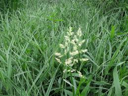 Attēlu rezultāti vaicājumam “Phalaroides arundinacea”