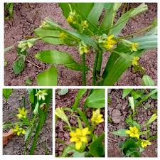 Attēlu rezultāti vaicājumam “Gagea lutea bud”