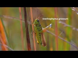 Attēlu rezultāti vaicājumam “Stethophyma grossum”