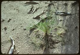 Image result for Artemisia caudata