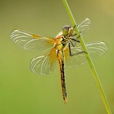 Attēlu rezultāti vaicājumam “Sympetrum”