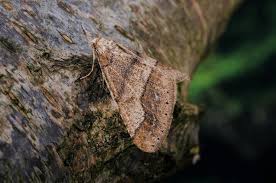 Attēlu rezultāti vaicājumam “Agriopis marginaria”