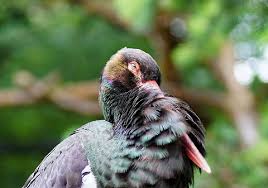 Attēlu rezultāti vaicājumam “Ciconia nigra adult”