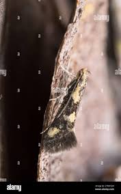 Attēlu rezultāti vaicājumam “Denisia similella”