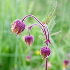 Image result for Geum rivale