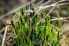 Attēlu rezultāti vaicājumam “Carex cespitosa”