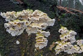 Attēlu rezultāti vaicājumam “Skeletocutis amorpha”