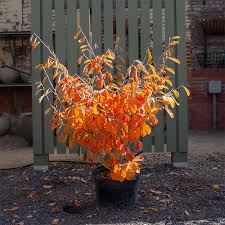 Attēlu rezultāti vaicājumam “Hamamelis”