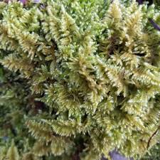 Attēlu rezultāti vaicājumam “Ctenidium molluscum”