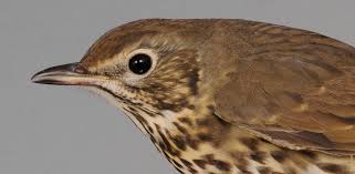 Attēlu rezultāti vaicājumam “Turdus philomelos”