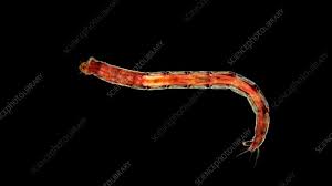 Attēlu rezultāti vaicājumam “Cystiphora sanguinea larva”