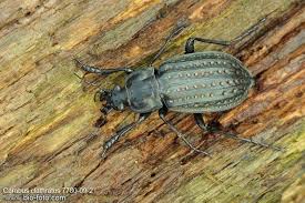 Attēlu rezultāti vaicājumam “Carabus clathratus”