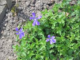 Attēlu rezultāti vaicājumam “Viola canina”