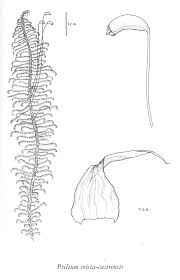 Attēlu rezultāti vaicājumam “Ptilium crista-castrensis”
