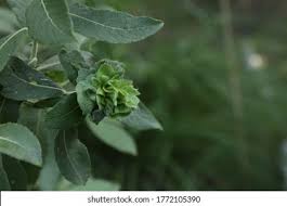 Attēlu rezultāti vaicājumam “Rhabdophaga rosaria”