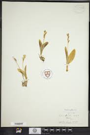 Attēlu rezultāti vaicājumam “Liparis loeselii leaf”