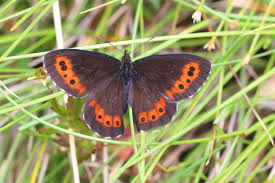 Attēlu rezultāti vaicājumam “Erebia ligea”
