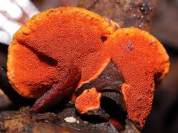 Attēlu rezultāti vaicājumam “Hypogastrura sp.”