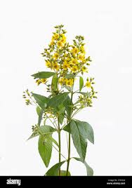 Attēlu rezultāti vaicājumam “Lysimachia vulgaris”