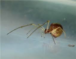 Attēlu rezultāti vaicājumam “Neottiura bimaculata”