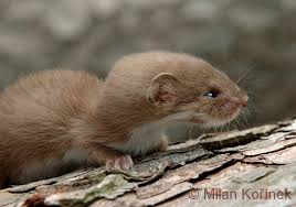 Attēlu rezultāti vaicājumam “Mustela nivalis”