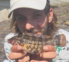 Image result for Symphodus bailloni