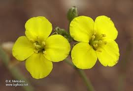 Attēlu rezultāti vaicājumam “Diplotaxis muralis flower”