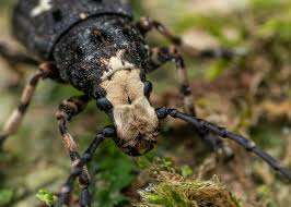 Attēlu rezultāti vaicājumam “Platystomos albinus”