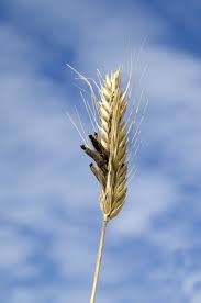 Attēlu rezultāti vaicājumam “Claviceps purpurea”