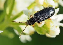 Attēlu rezultāti vaicājumam “Orsodacne cerasi”