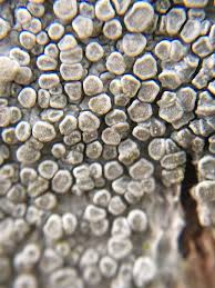 Attēlu rezultāti vaicājumam “Lecanora carpinea”