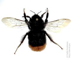 Attēlu rezultāti vaicājumam “Bombus lapidarius”