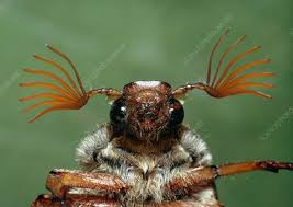 Attēlu rezultāti vaicājumam “Melolontha melolontha imago”