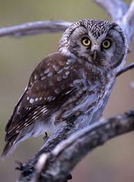 Attēlu rezultāti vaicājumam “Aegolius funereus adult”